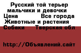 Русский той-терьер мальчики и девочки › Цена ­ 8 000 - Все города Животные и растения » Собаки   . Тверская обл.